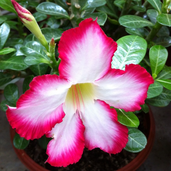 fleur de rose du désert